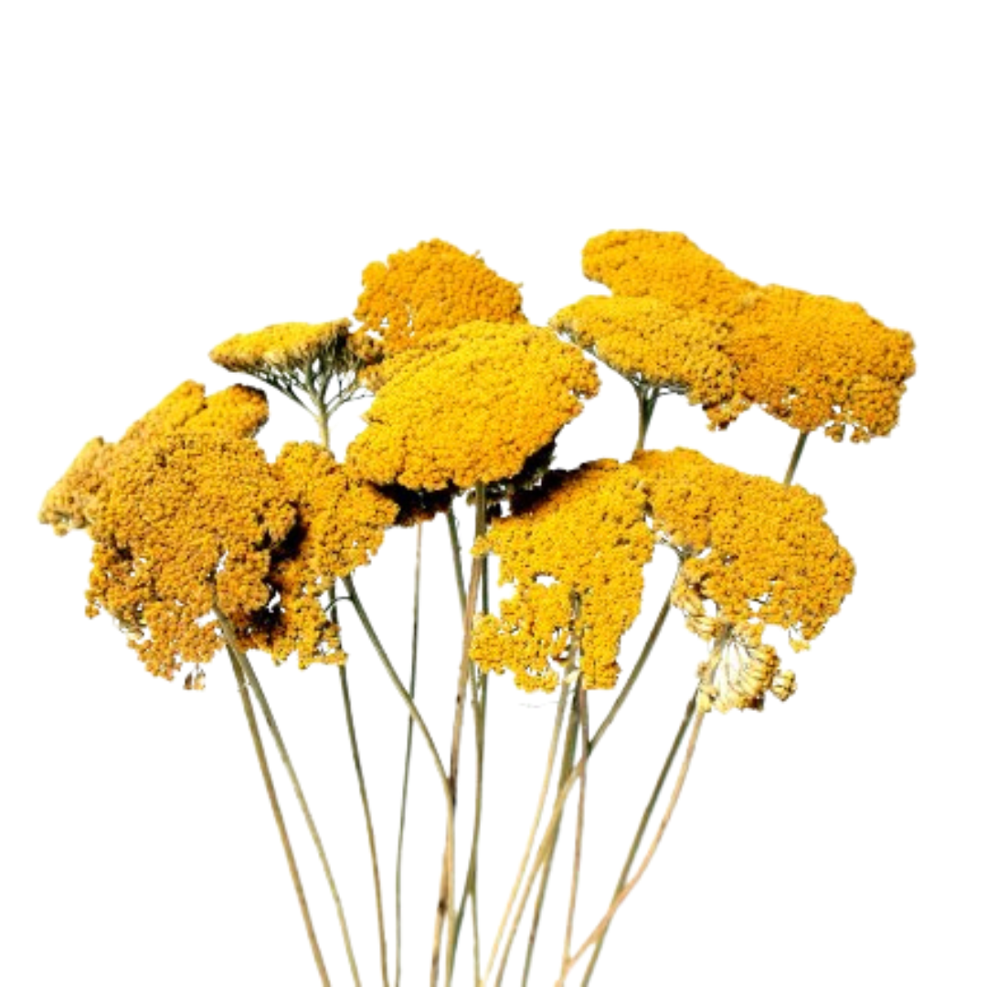 Botanico Ltd. - Wholesale Dried/Pressed Flowers - Achillea Parker0