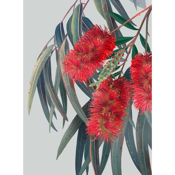 "Carinya" | Australian Bottlebrush Wall Art Print - Portrait for wholesale by Banksia Blue Studio