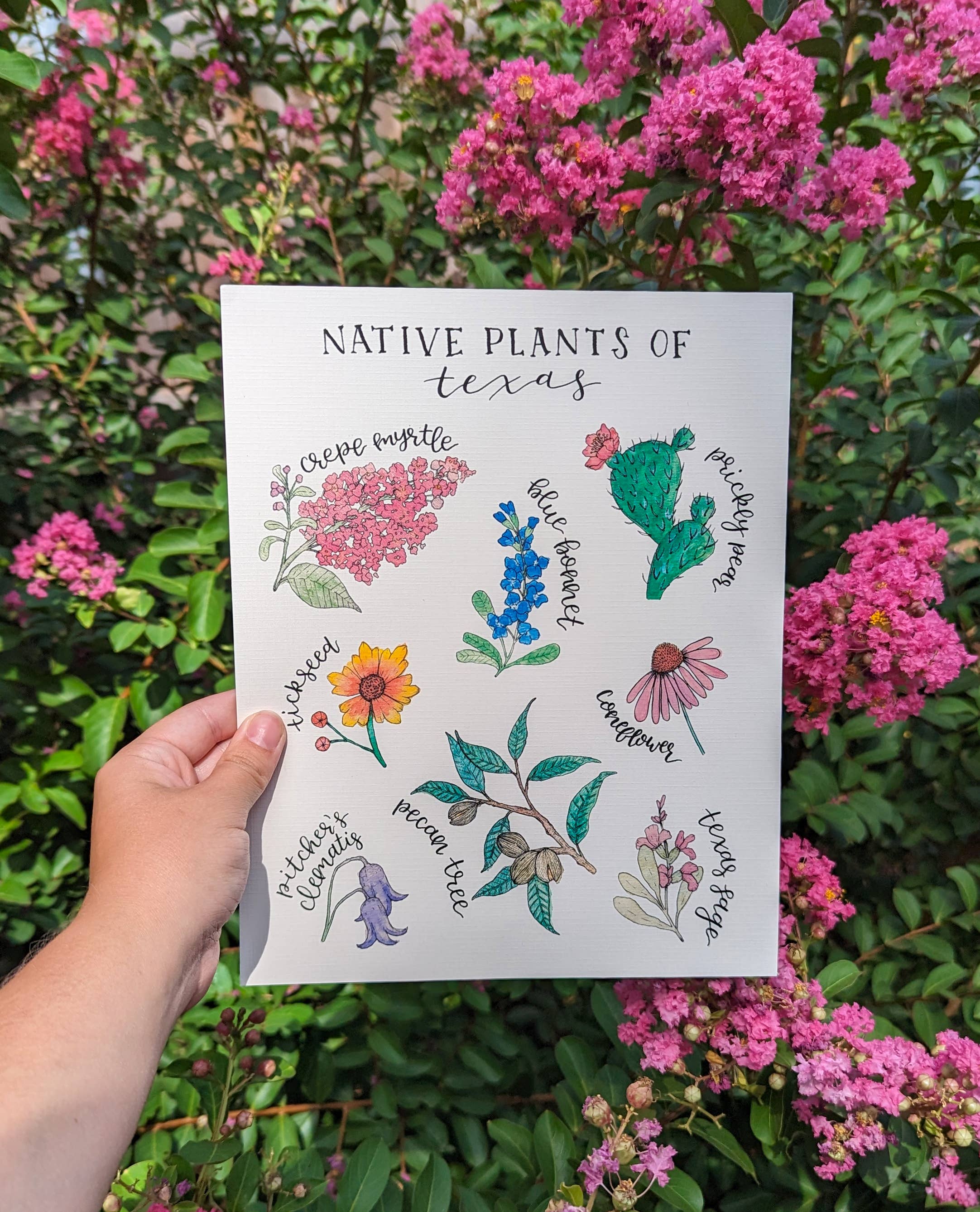 Kallos Ink - Wholesale Art Print - Native Plants of Texas 8x10 Print3