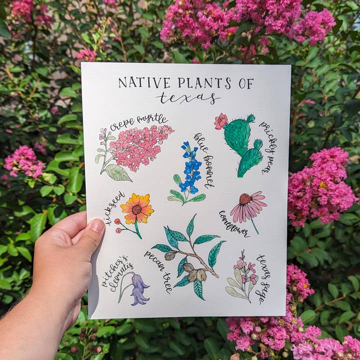 Kallos Ink - Wholesale Art Print - Native Plants of Texas 8x10 Print3