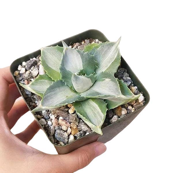 Best Plant Friend - Wholesale Succulent - Variegated Butterfly Agave - Live Succulents 3.5 inch Pot