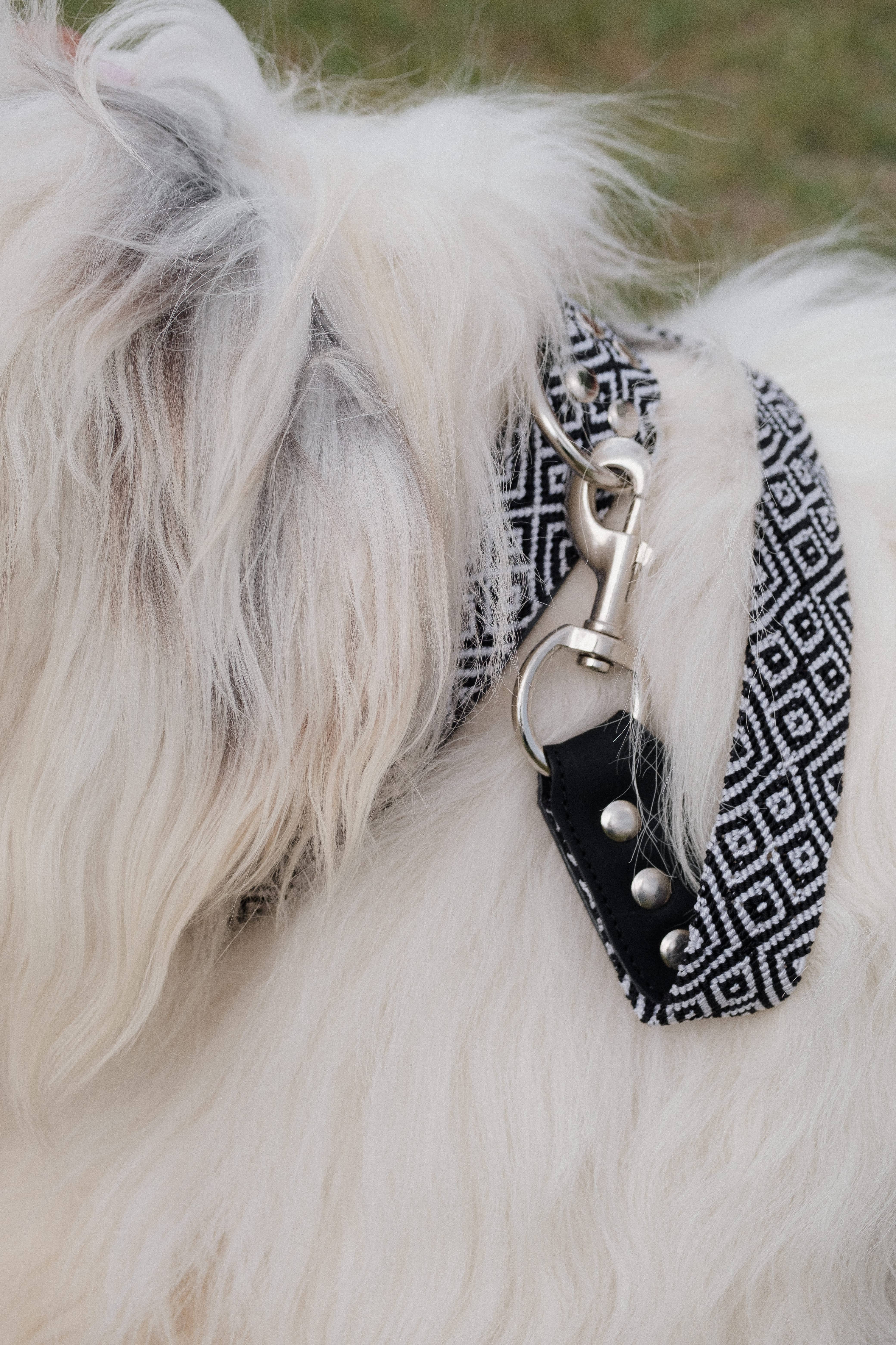 Apapáchalos- Pets - Wholesale Pet Collar - Dog - Cascabel black and white dog collar6