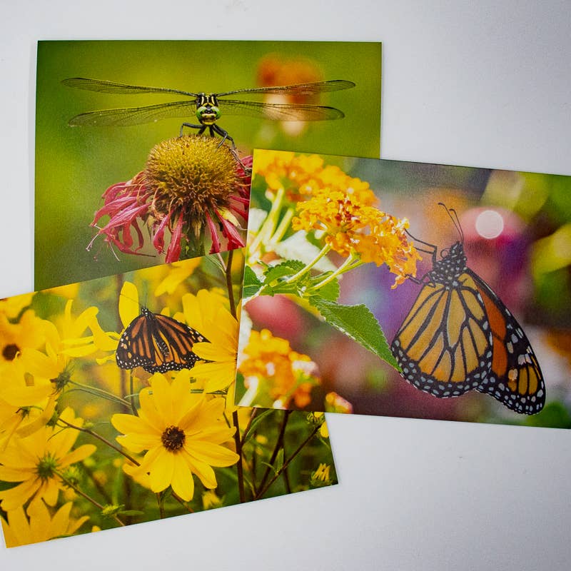 Wren - Wholesale Everyday Greeting Card - Dragonfly and Coneflower (Blank inside) Greeting Card5