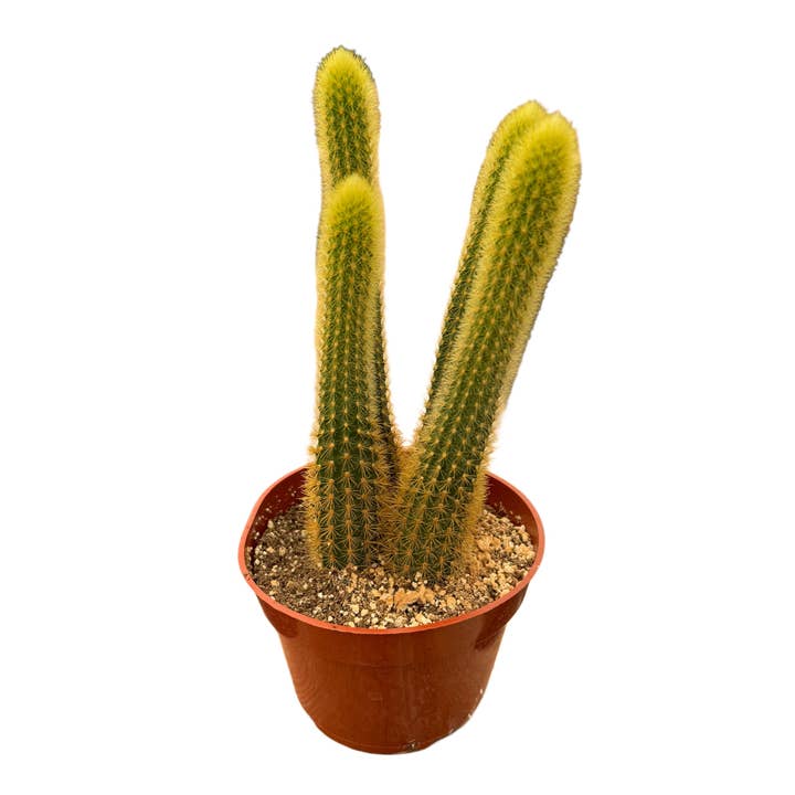 Succulent Wholesale - Wholesale Succulent - Golden Rat Tail Cactus | 4 inch | Cleistocactus winteri