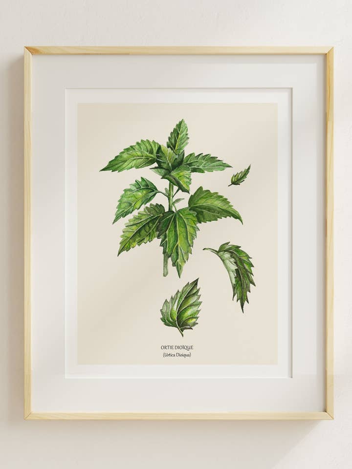 Ortie Dioïque pour la vente par Sarah Choquette Scott Artiste