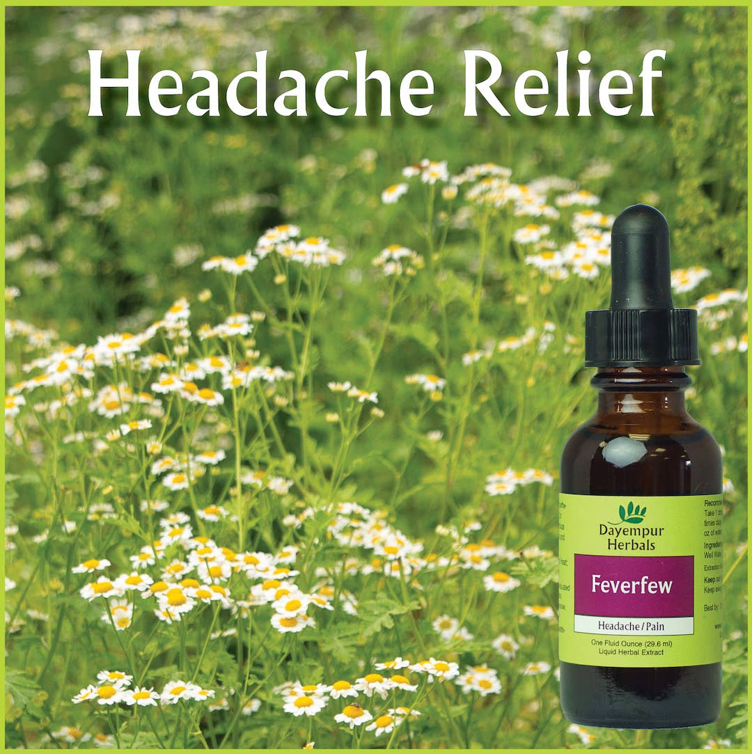 Dayempur Herbals - Wholesale Oral Supplement/Vitamin - Feverfew1