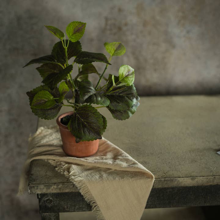 9" GEPOOTTE PERILLA voor wholesale door Ragon House