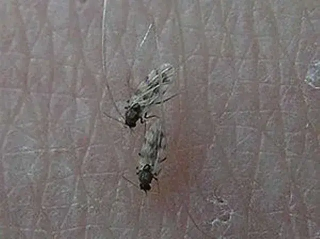 Beratungs & Vertriebsagentur Schmidt – Engroshandel Insektsbekæmpelsesmiddel – Gnitze Black Dobbelt Myggeafvisende2