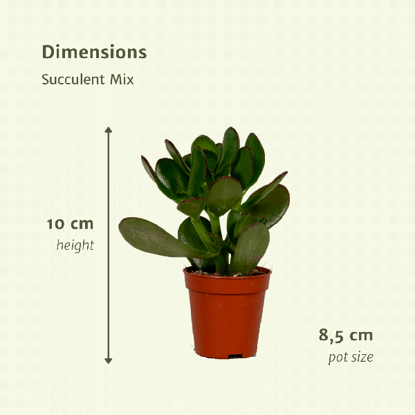 Oasis of Life - Wholesale Succulent - Succulent Mix – Set of 18 – Ø8.5cm x H10cm – Various Species in Plastic Pot – Easy-Care Mini Plants – For Windowsill, Office & DIY Decor3