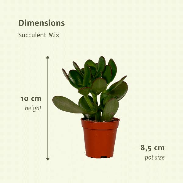 Oasis of Life - Wholesale Succulent - Succulent Mix – Set of 18 – Ø8.5cm x H10cm – Various Species in Plastic Pot – Easy-Care Mini Plants – For Windowsill, Office & DIY Decor3
