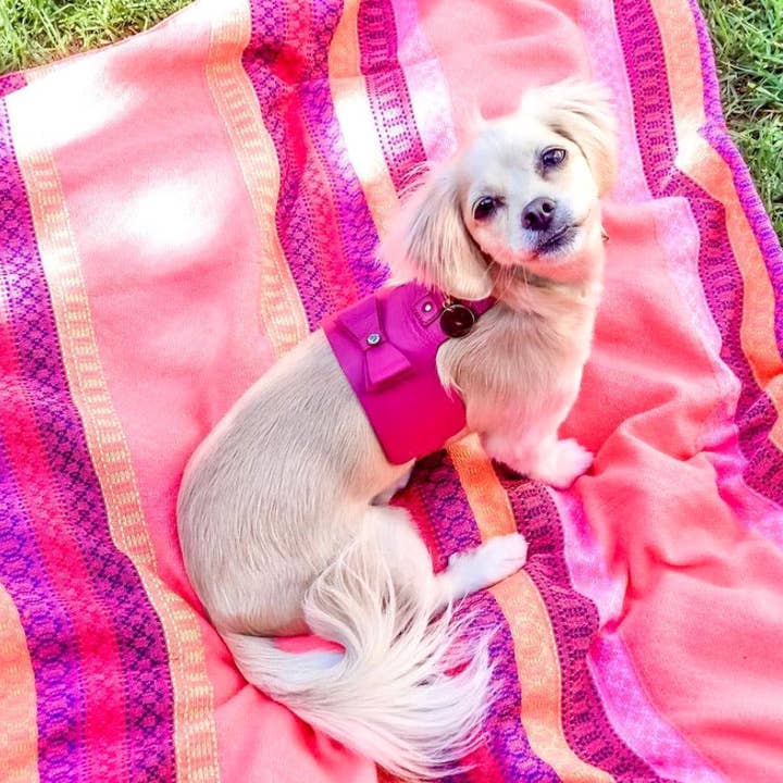 PoisePup - Vente Harnais – chien - HARNAIS - CANDY SWIRL4