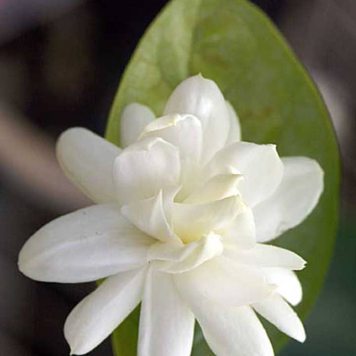 Naturales - Vente Parfums à bille - Dugg Roll on 10 Ml. Eau De Parfum2