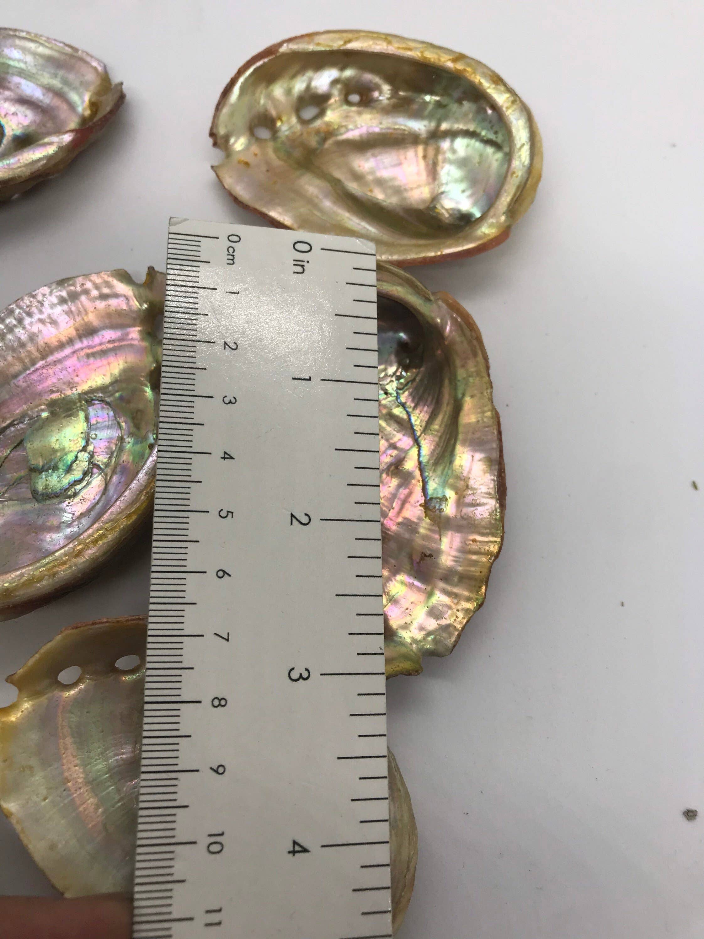 CaNatureLover - Wholesale Incense Holder - Abalone Sea Shell 3" - 3.5" - For Smudging, Burning Sage Sticks, Incense, Crafts, Display etc4