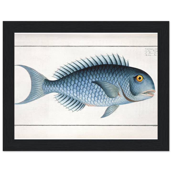 Maison de Paloma - Wholesale Art Print - Coryphaena coerulea7