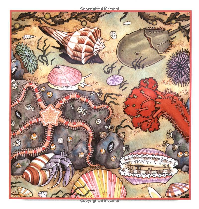 REMOVED BRAND - Wholesale Nature & Outdoors - Seashells, Crabs and Sea Stars: A Take-Along Guide2