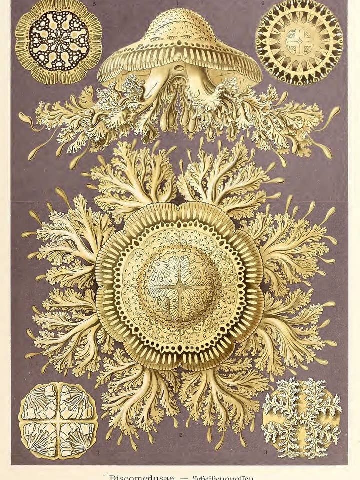 Discomedusae by Ernst Haeckel's Kunstformen der Natur, 1904 for wholesale by Flashback Shop