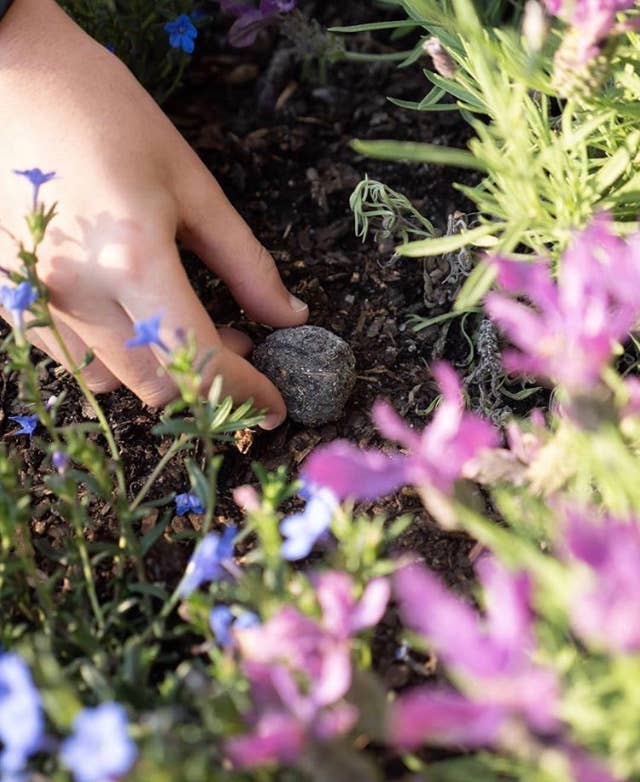 Lil'Bit Better – Engroshandel Plantefrø – Bi- og nyttige insektfrøbolde - 3 eller 6 pakker - Økologisk3