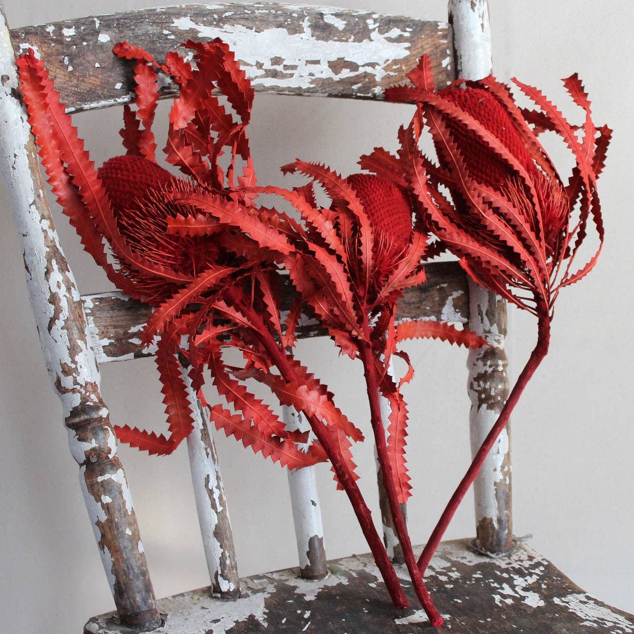 Roxanne's Dried Flowers - Wholesale Dried/Pressed Flowers - Banksia - Hookeriana1