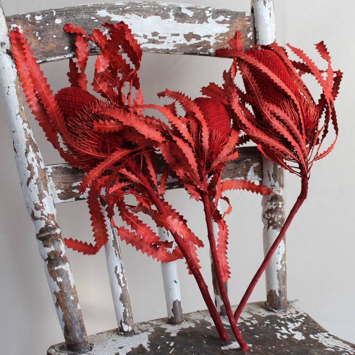 Roxanne's Dried Flowers - Wholesale Dried/Pressed Flowers - Banksia - Hookeriana1