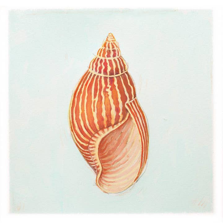 Impressão fine-art de parede Concha #1 - 24x24 por atacado de Holy Kaw Wall Art