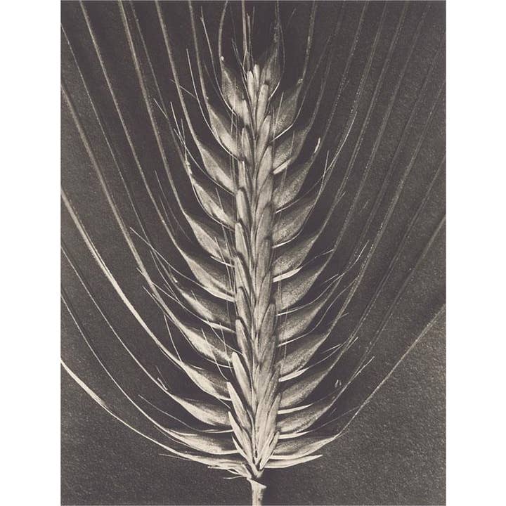 Found Image Press – Großhandel Magnete – Magnet PL-48 zweizeilige Gerste