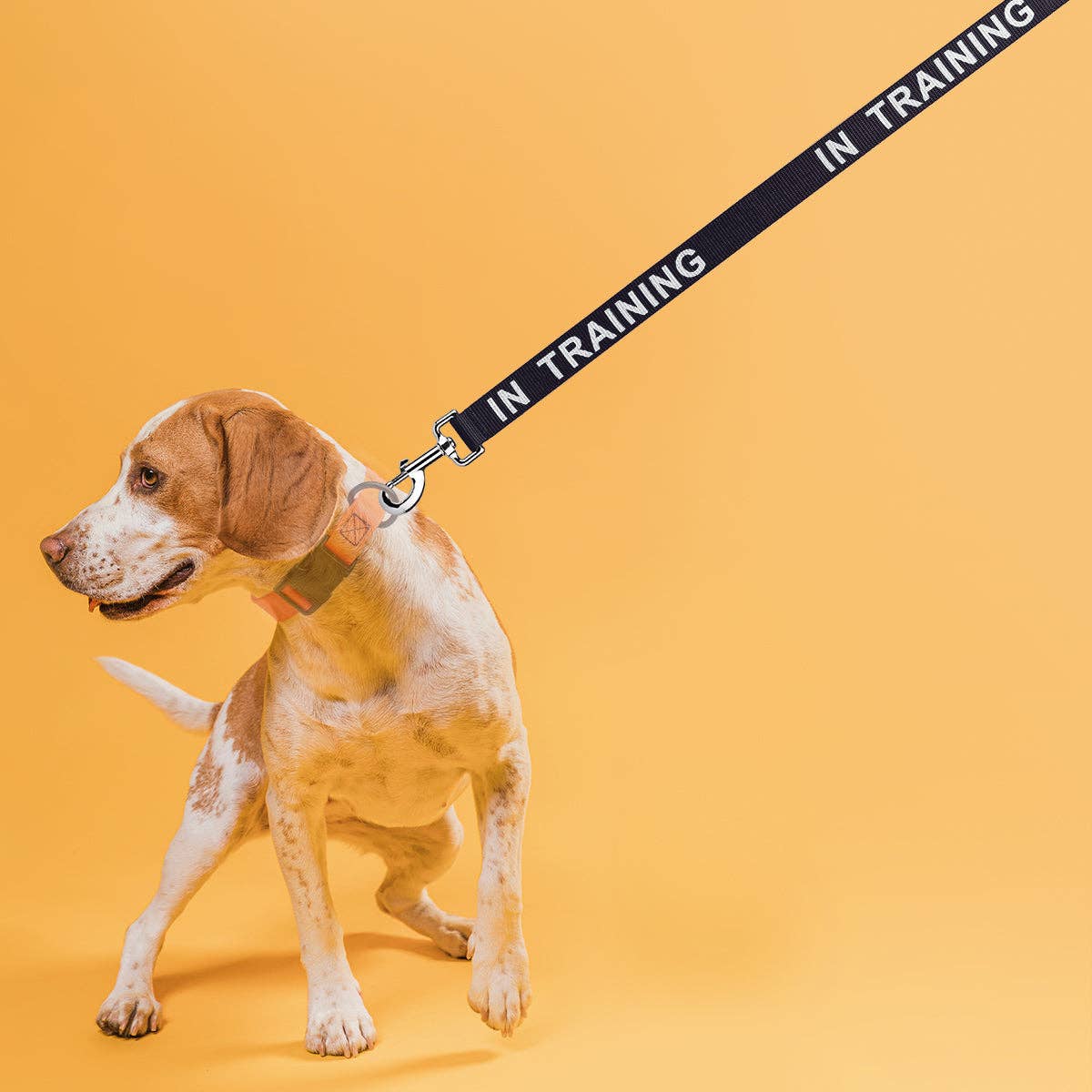 Dogline - Wholesale Pet Leash - Dog - Reflective Nylon Leash2