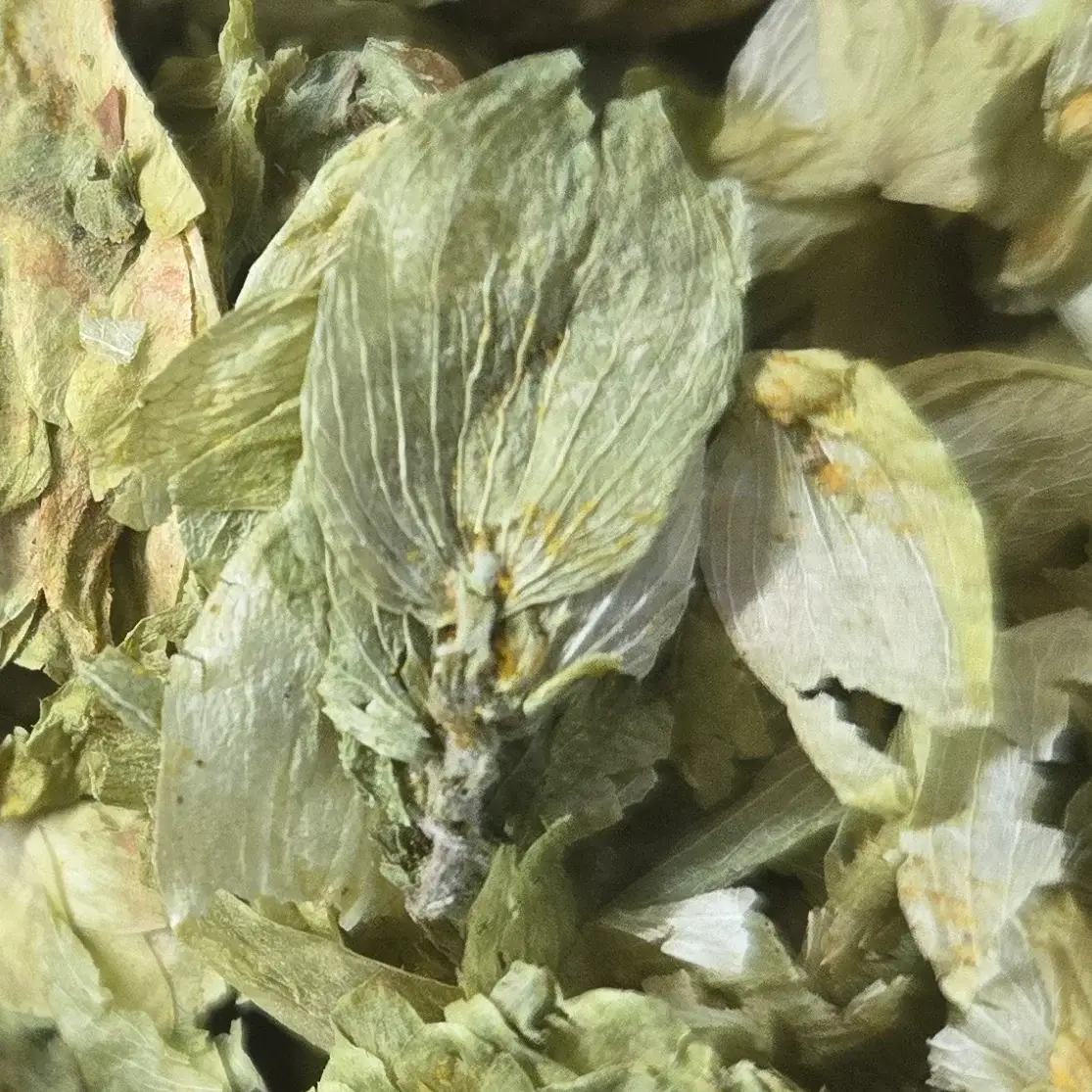 Nature's Mercantile - Venta al por mayor Hierbas - Flor de lúpulo0