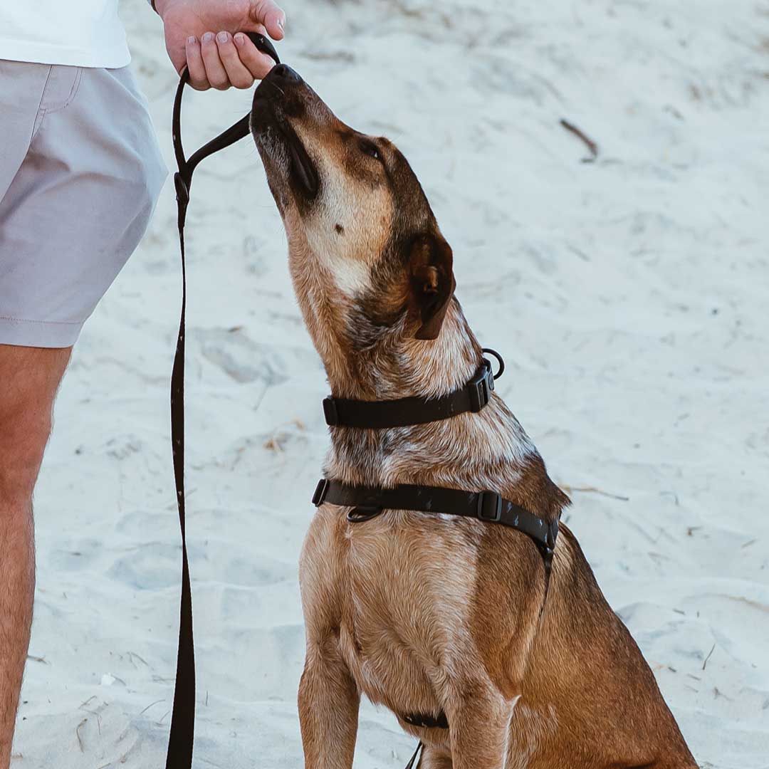 Stylish Hound - Wholesale Pet Harness - Dog - Blackout OG No-Pull Training Harness1