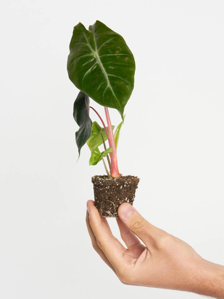 Alocasia Pink Dragon för wholesale av Miniplanta