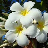 Monoi Tiare Tahiti - Wholesale Bath/Body Oil - Monoi Tipanie Coconut Oil1