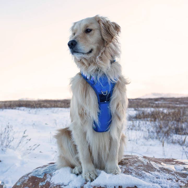 Wildside Dog Gear - Wholesale Pet Harness - Dog - Aurora Polar Bear Adjustable Dog Harness 6