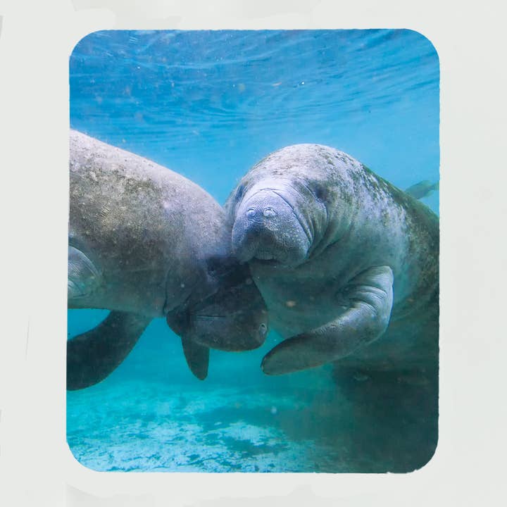 Mouse Pad-Manatee 3 for wholesale by Mike Ring Photography