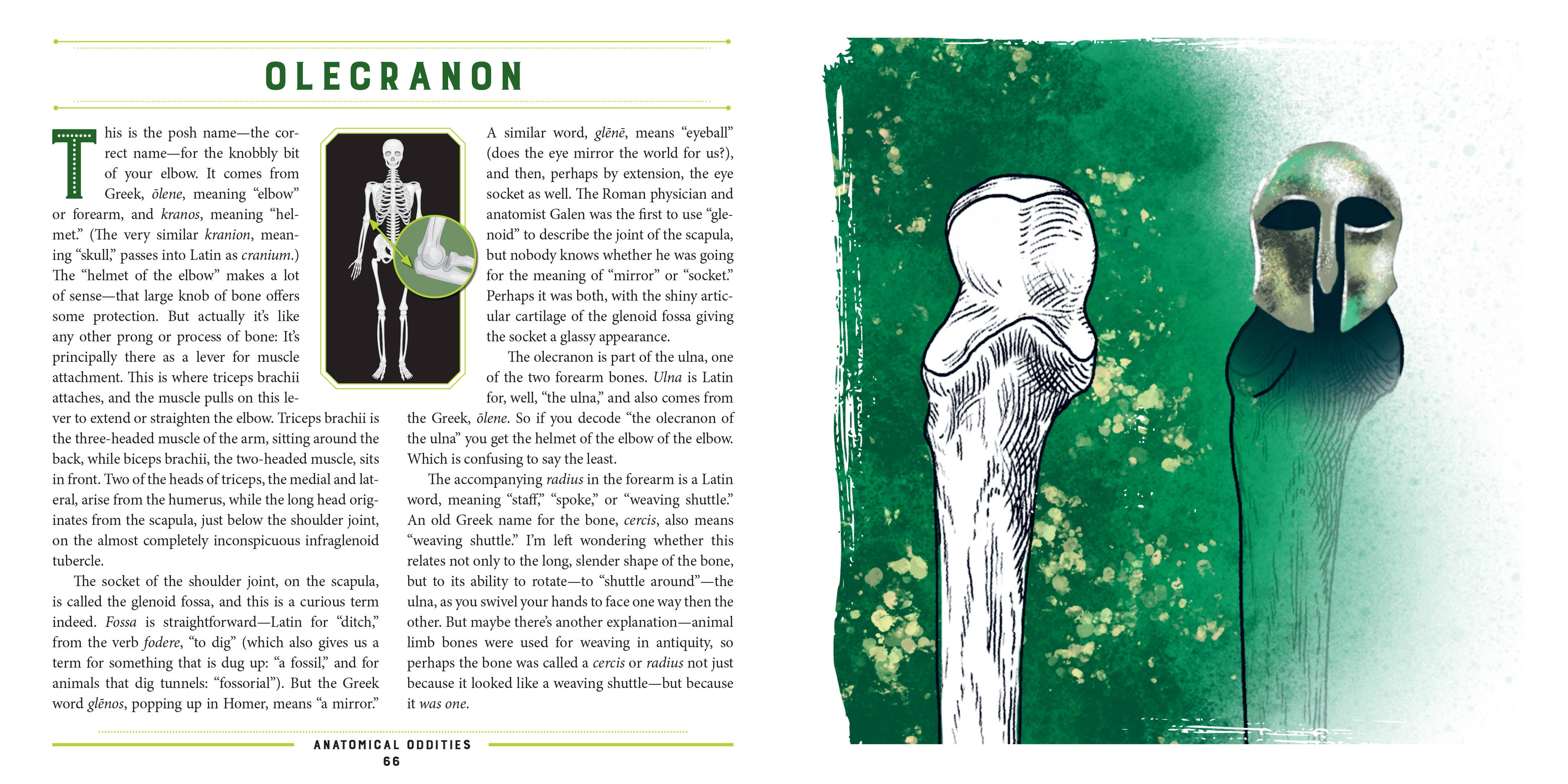 W. W. Norton - Wholesale Science & Math - Anatomical Oddities4