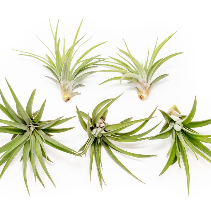 Air Plant Shop - Wholesale Live Plant - Tillandsia Velutina Air Plants3