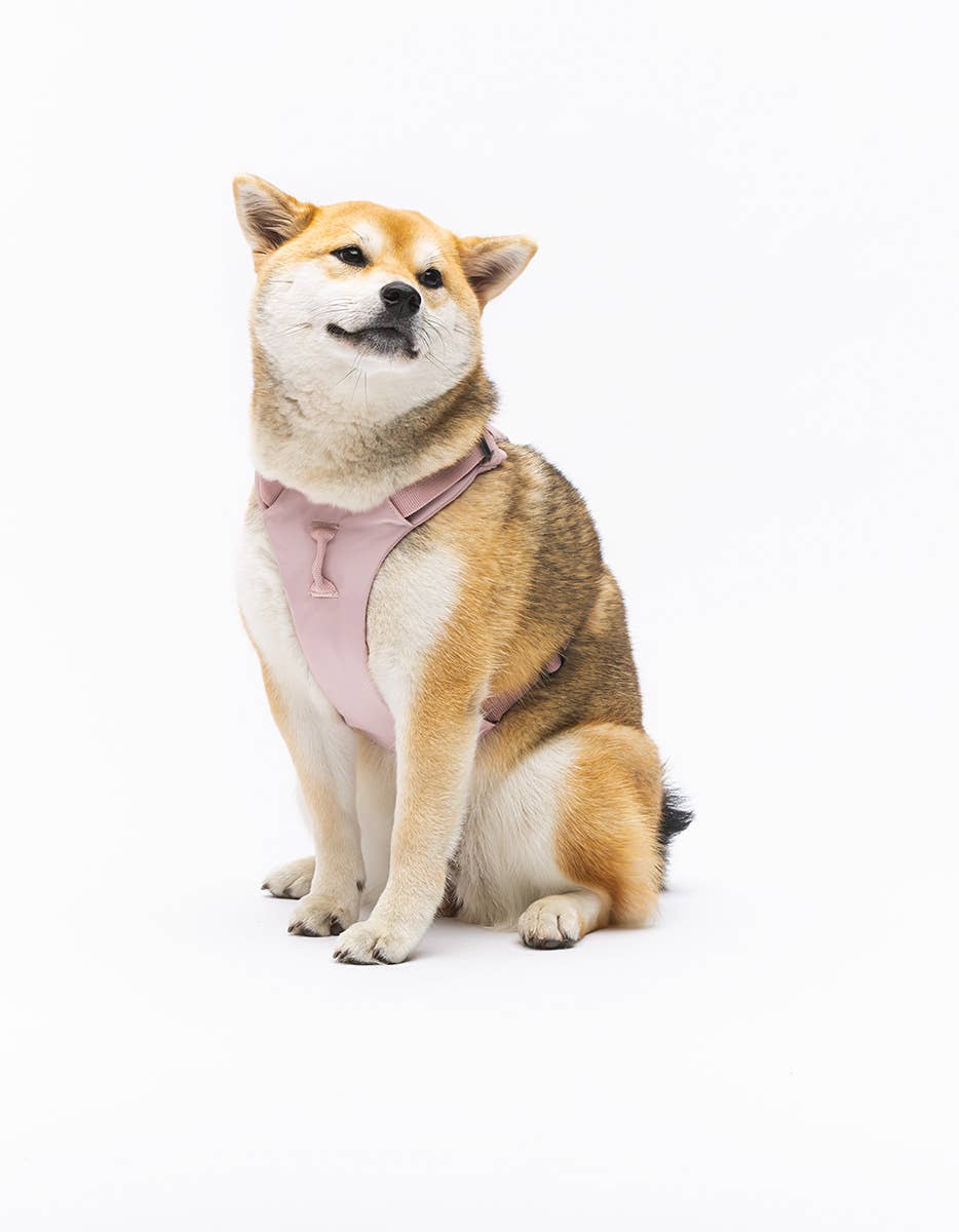 United Pets - Vente Laisse – chien - Harnais rembourré doux pour chien12