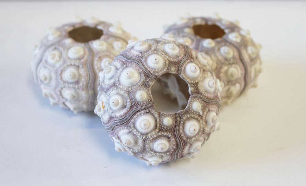 California Seashell Company - Wholesale Decorative Tabletop Object - Sputnik Sea Urchin - 2-2.5"1
