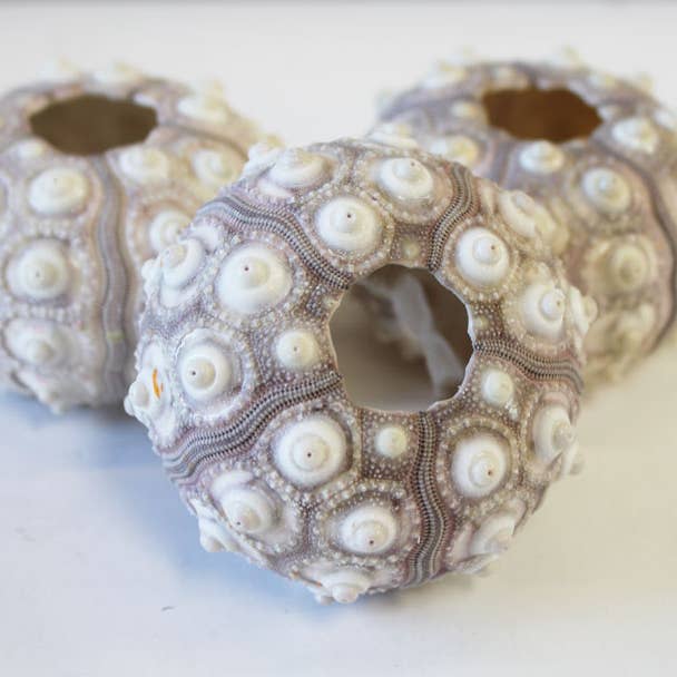 California Seashell Company - Wholesale Decorative Tabletop Object - Sputnik Sea Urchin - 2-2.5"1
