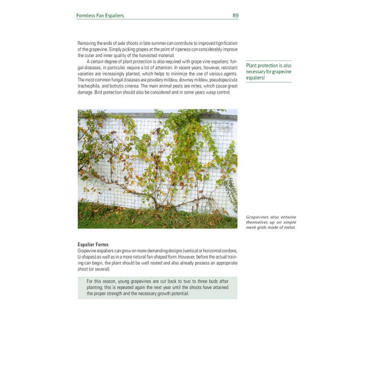 Schiffer Publishing - Venta al por mayor Hogar y jardín - Árboles frutales Espalier para pared, seto y pérgola5