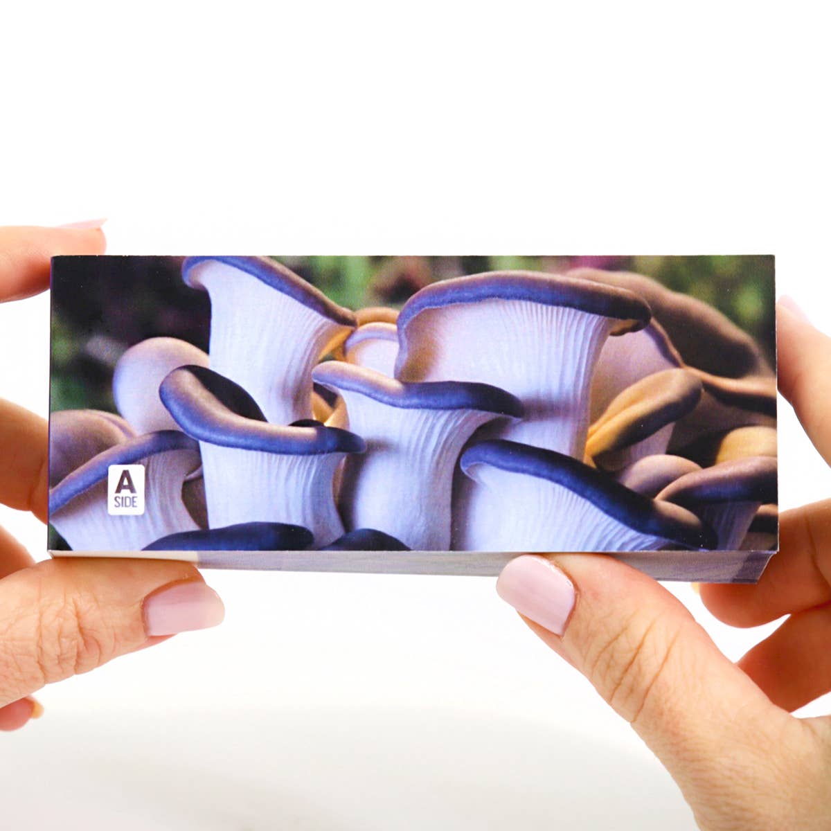 Flipboku – wholesale Visningsbok – Motion in Nature – interaktiv konstbok i set6