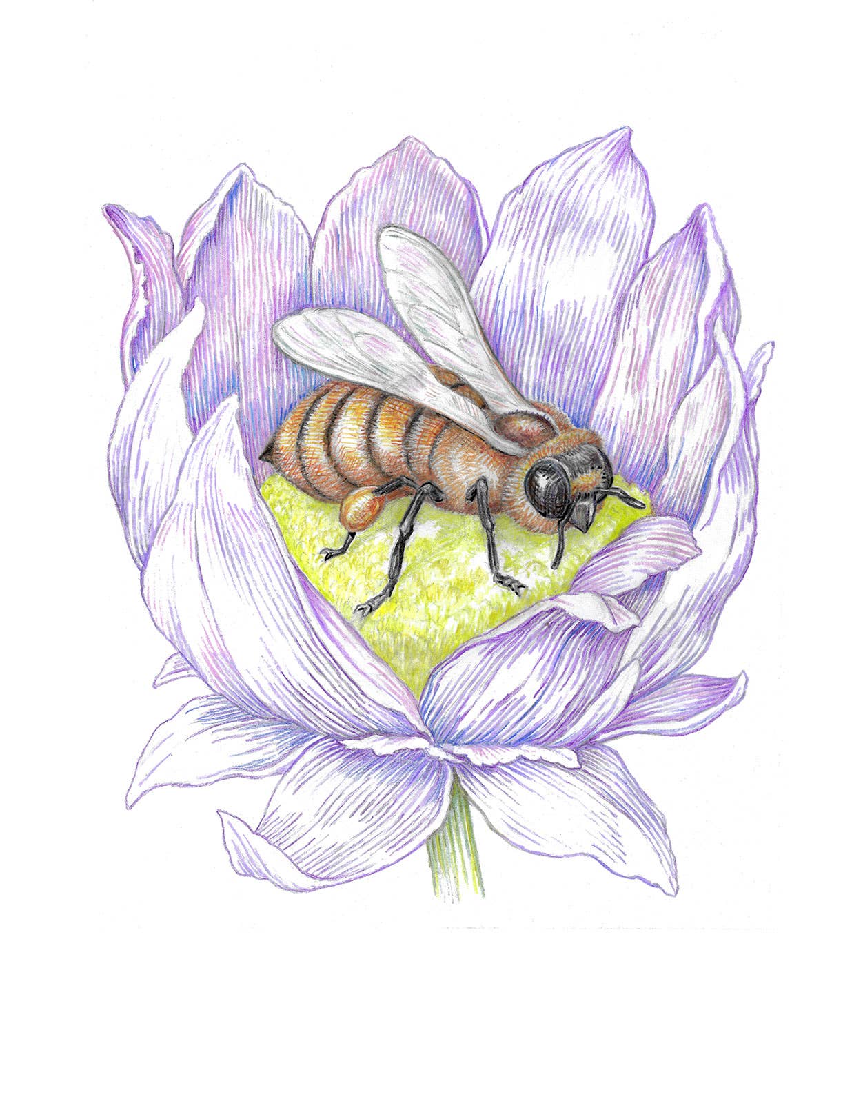 REMOVED BRAND - Wholesale Stationery/Notecard Set - Garden Pollinator Bee - Boxed Set0