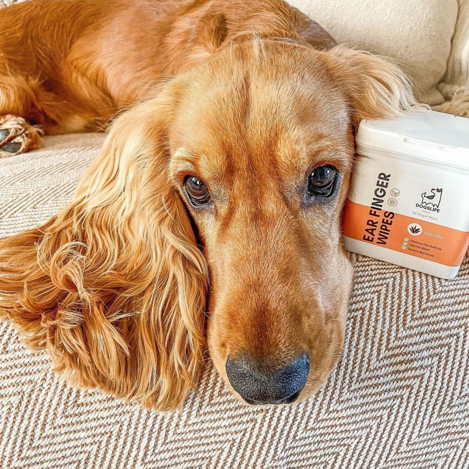 OurPetsLife – wholesale Pet grooming aid – Dog – Dog Ear Wipes12