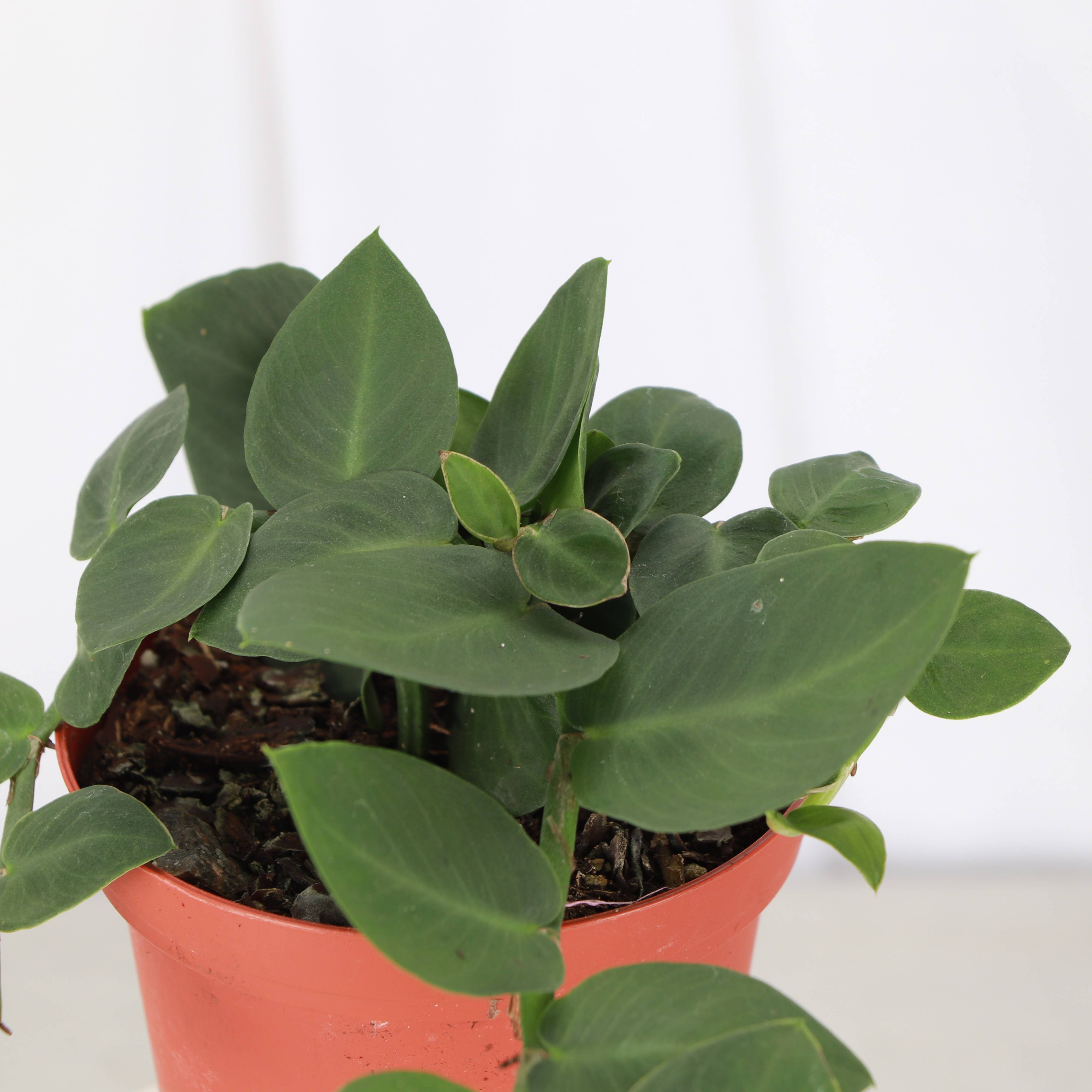 Thorsen's Greenhouse - Wholesale Live Plant - Rhaphidophora Korthalsii - Shingle Plant - 4" Live Plant6