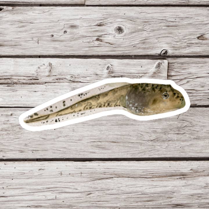 Tadpole Sticker, Frog Sticker, Amphibian Sticker for wholesale by NatureCuts
