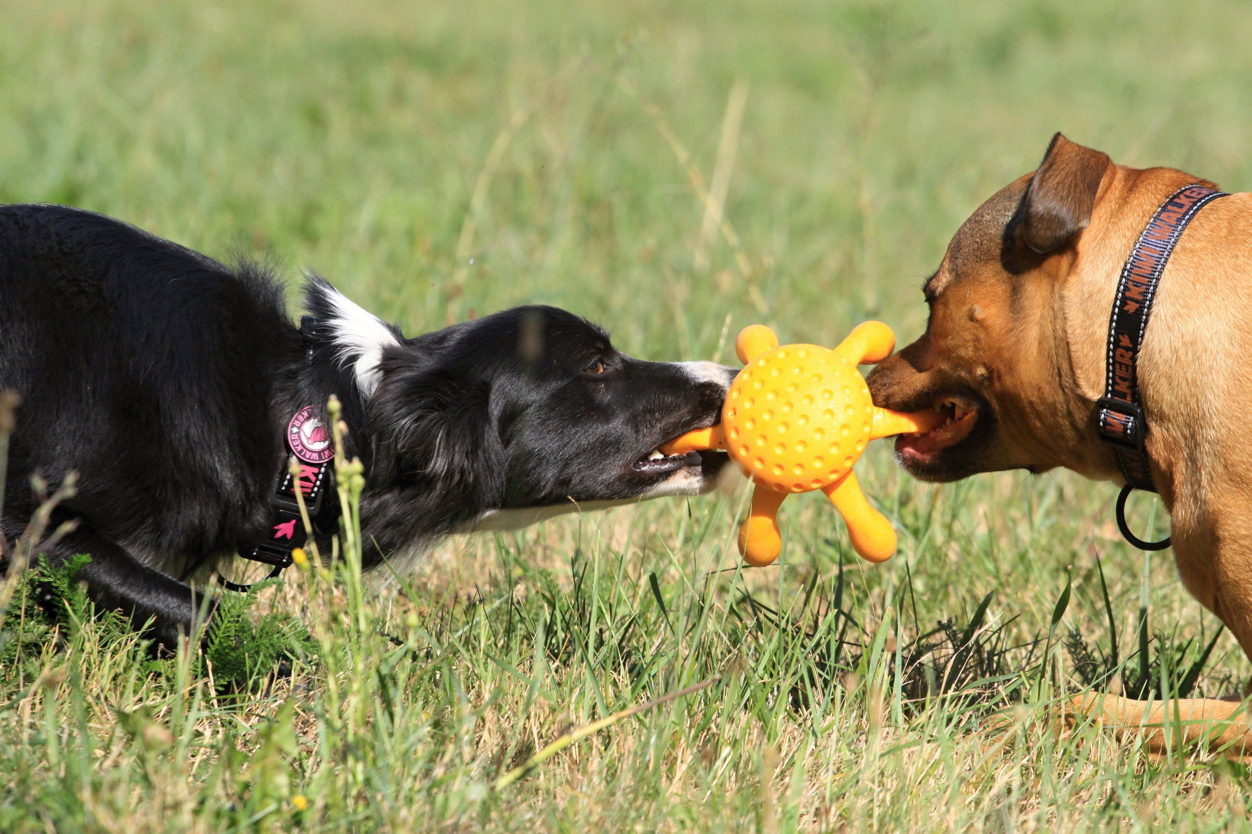 IGSM LTD – wholesale Pet toy – Dog – KIWI Walker Octopus Dog Toy - MINI9