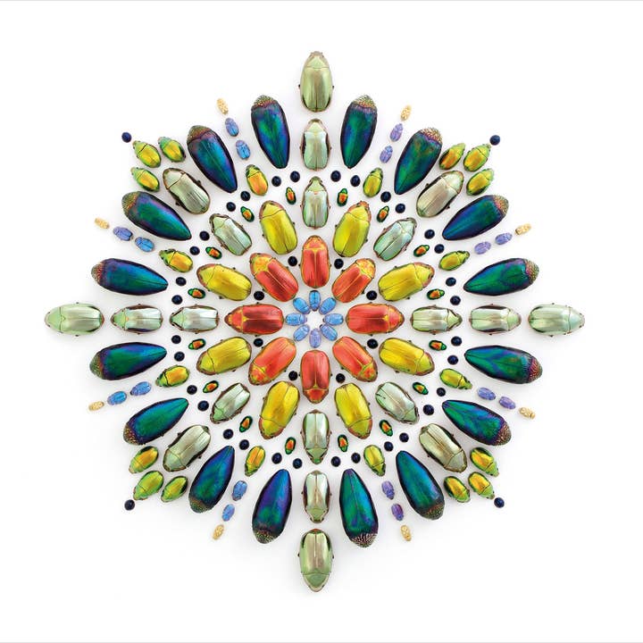 Pomegranate - Wholesale Book - Adult - Biophilia: The Art of Christopher Marley Book of Postcards