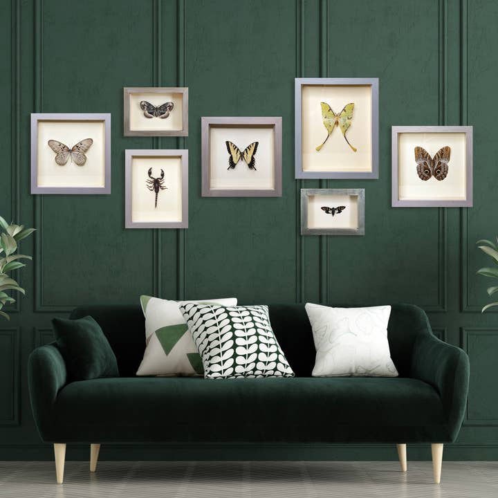 Green Beetle Shop - Wholesale Wall Accent - Mother-of-Pearl Butterfly Shadowbox