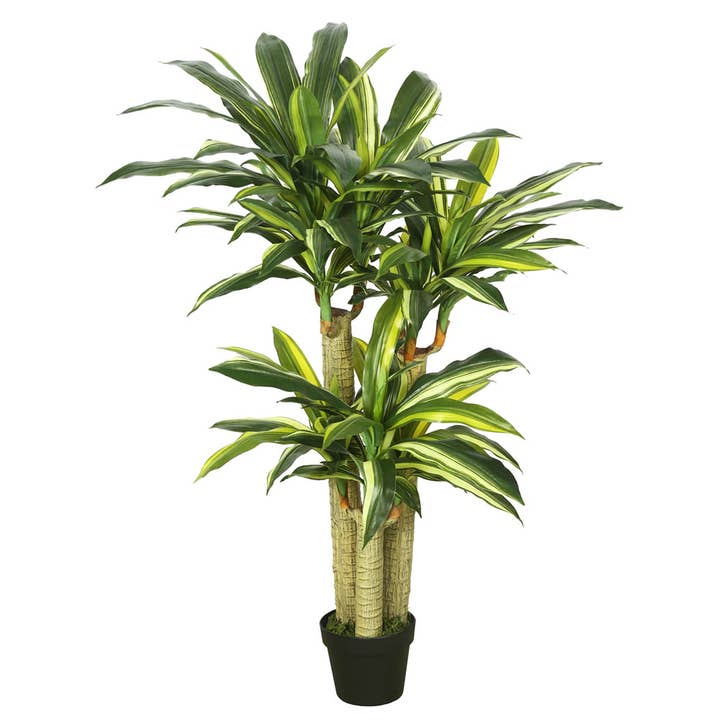 Vickerman 52" RT Dracaena Tree in Black Pot for wholesale by Vickerman