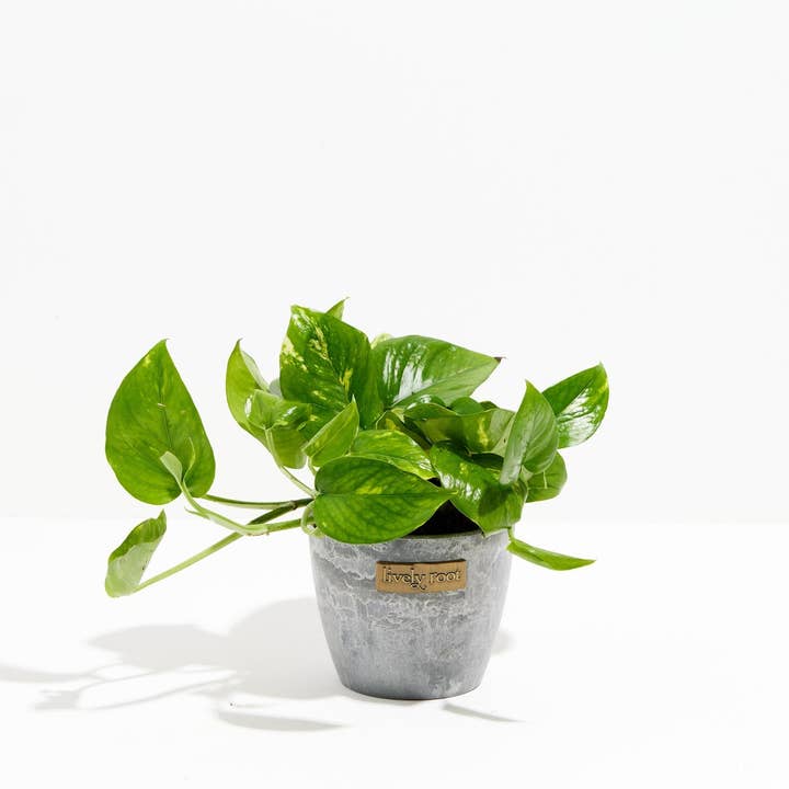 Lively Root - Wholesale Live Plant - Golden Pothos Plant14