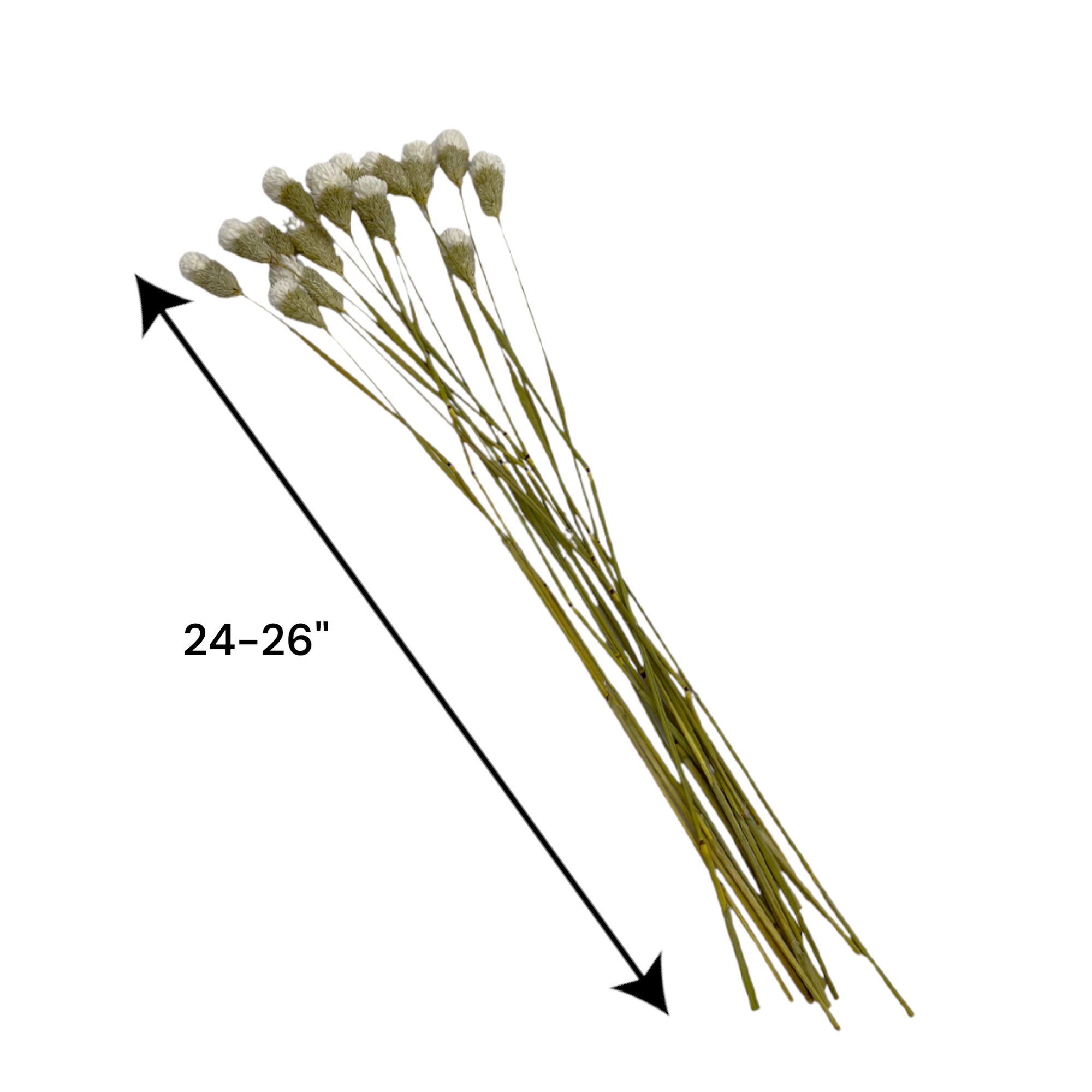 2626 Designs – Engroshandel Tørrede/pressede blomster – Tørret Gomphrena Globosa, 56-61 cm lang, 16 stk/bundt18