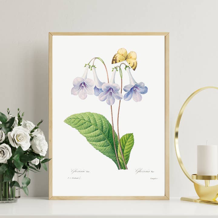 Gloxinia Vintage Flower Illustration Print for wholesale by Lyonette